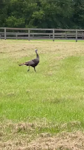 When the audio fits #turkey #gobblegobble #farmlife #dontrunfromthelord #fyip 
