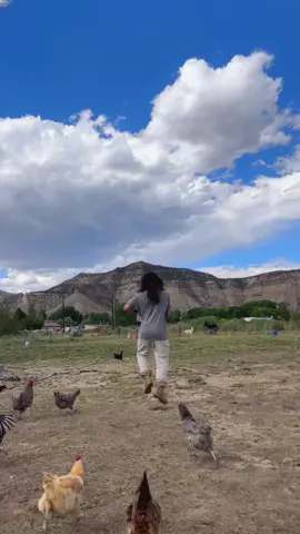 🐓🐓🐓🐓