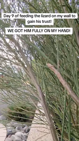 Day 9 of feeding the lizard on my wall to gain his trust! HE CAME FULLY IN MY HAND TODAY!! (SORRY FOR THE BAD VIEW) #trending #fyp #lizard #reptiles #creatorsearchinsights 