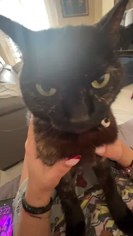 Y u lookin’ like that #fyp #ashleythesillycat #sillycatsoftiktok #blackcat 