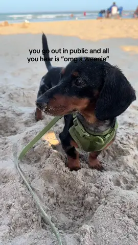 Laddddiiieeesssssss chillll out #fy #dachshund #fyp #dachshundsoftiktok 