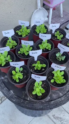 Transplant day for the Kale and Broccoli 🥦 🥬  • • • #gardenproject #gardentok #gardening101 #gardeningtips #gardeninghacks #gardendiy 
