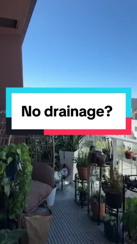 Do you have a pot with no drainage? #Indoorplants #houseplantcare #plantpot #plantguy #indoorplantcare