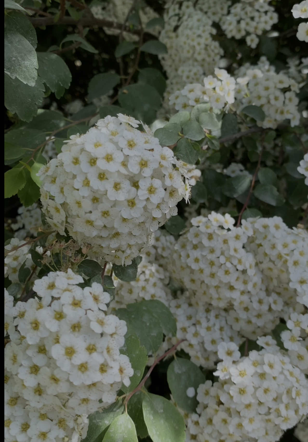 Сура: Лукман 9-11  — чтение Корана  #исламскиевидео  #рек  #коран  #чтениекорана  #рекомендации 