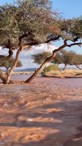 تبوك -شقري #هشتاقات_تيك_توك_العرب_كسبلور 