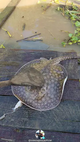 olha como é a esperada de uma arraia