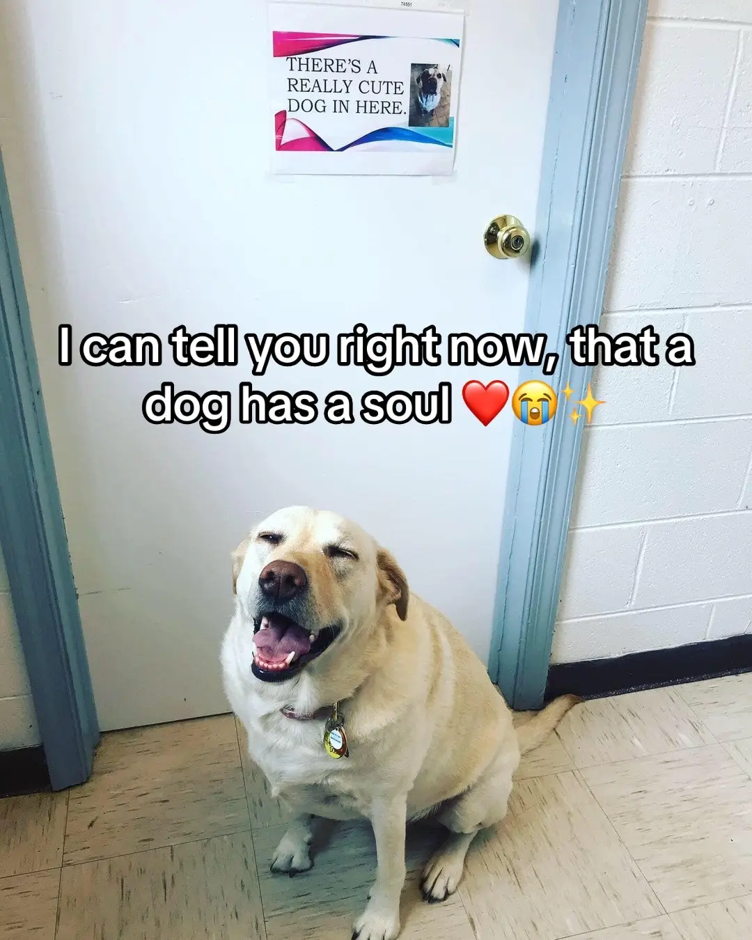 #dog #scoutpenelope #dogsoftiktok #souldog #petloss 