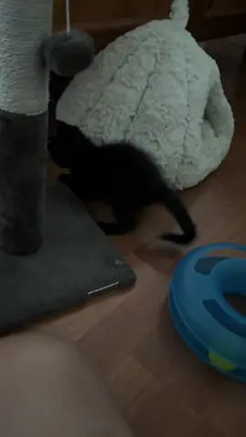 A cats version of this trend. The stick of the toy is just as good as the mouse is!  #foundastick #catsplaying #salemsadventures #kittensoftiktok #fyyyyyyyyyyyyyyyy 