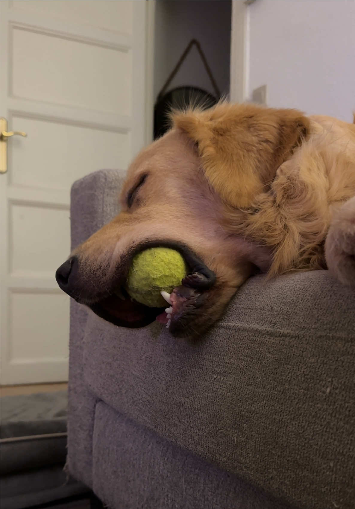 Dame un 😴 #trends #mascotastiktok #goldenretriever #parati #humor 