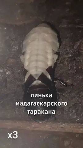 🪴 ссылка на шипучкариум в профиле! #cockroach #таракан #животные #террариум #насекомые 