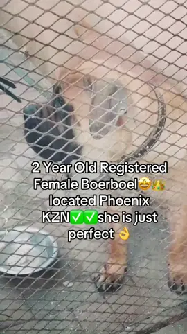 Nice Boerboel female Boerboel Phoenix KZN🤩🤩🤩I wish everyone had these look at them❤️❤️love your puppies and dogs please guys❤️🥺I love Boerboel’s for me the best breed ever #boerboel #boerboelsoftiktok #dogtrend #boerboels #fyp 
