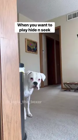 Mom had to intrude on our fun 🙄 #funnydogs #dogskit #skit #dogactor #australianshepherd #heeler #whiteboxer #boxer #boxerdog #dogvideos #cutedogs #comedy #comedyskit #funnydogvideos #hideandseek #doghideandseek