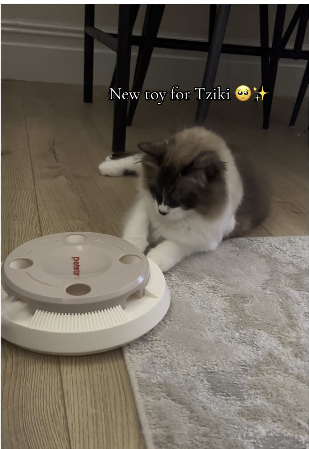 Think I get more excited than him over new toys 🤭🤍 #cattoy #indoorcat #catenrichment #catplaying #playfulcat 