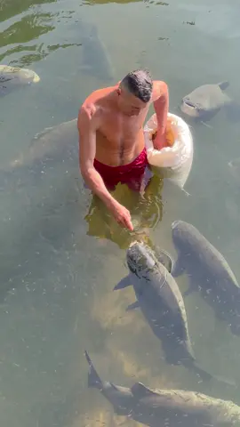 #valdemir Encantador de peixe gigante 