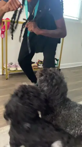 My dogs said “who want that?!” 😂😂 #fyp #foryoupage #doodlesoftiktok #shihtzusoftiktok #puppies #dogmom 