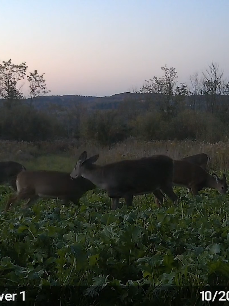The trail cam pics don't lie. I've been planting food plots for almost 20 years and Magnet Outdoors Trifecta is hands down the most browse tolerant and attractive food plot for the entire hunting season I have ever planted. I worked on this blend for 3 years and believe it is just about perfect. The videos below are all from the same food plot that is only a 1/4 acre in size. The browse pressure was relentless from the moment it sprouted. But as you can see it grew great and it lasted all the way into winter. If you have a high deer density, or just looking for a great all hunting season food plot, I can't recommend Trifecta enough. #MagnetOutdoors #foodplots #foodplot #hunting #whitetail