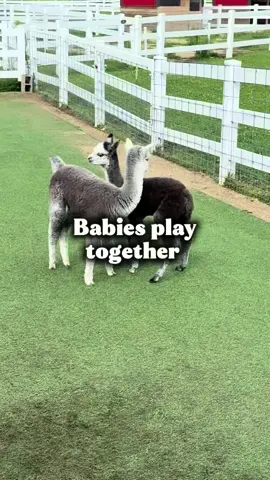 Callie and Clover are in full play mode, and it’s pure joy to watch! Their antics bring such life and laughter—these little ones know how to brighten the day! 💕🦙 ➡️Make sure you’re following us for more farm content! Every single like, share, and comment helps the farm and all the animals. #eagleeyefarm #alpaca #cuteanimals #babyanimals #animallovers   