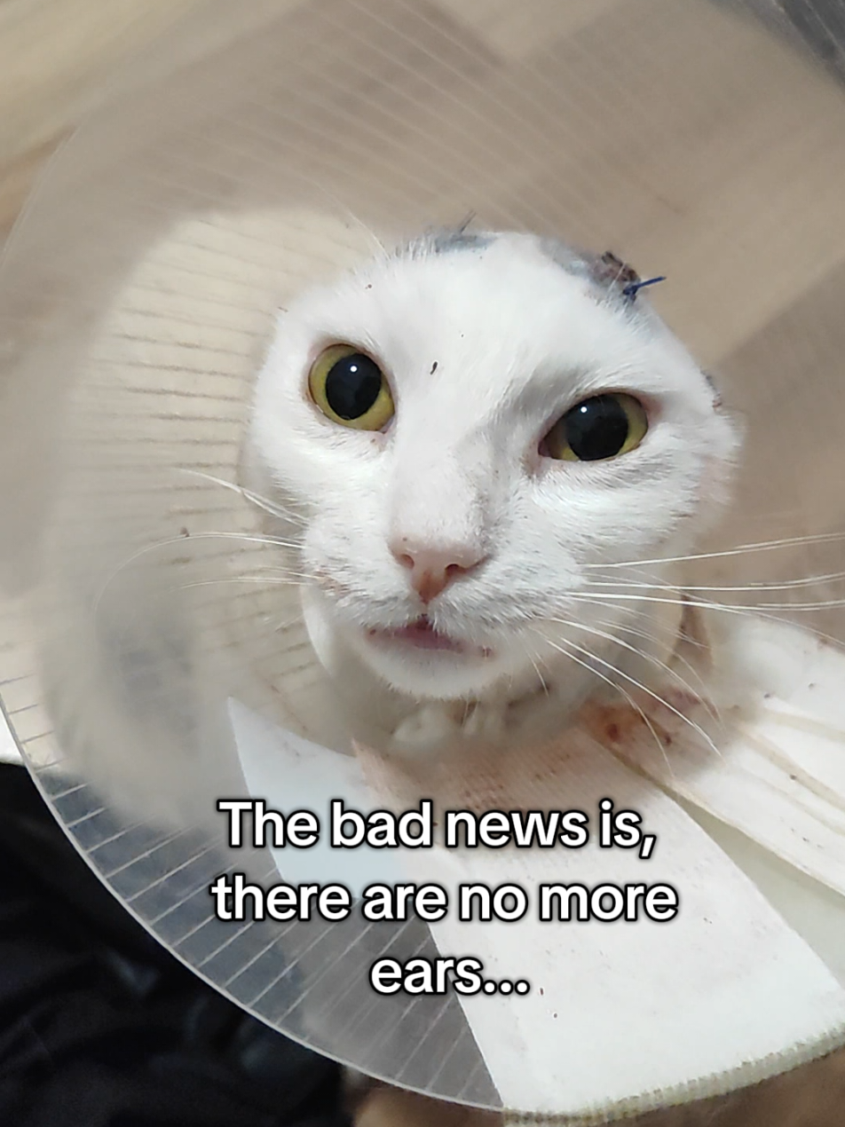 It's good news being an earless cat #catwithoutears #cancer #goodnewsbadnews 