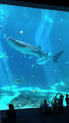 Very grateful to have been able to see Taroko and Yushan together in person before Taroko’s passing. A beautiful experience I’ll never forget 🩵 #whalesharks #georgiaaquarium #taroko #conservation 