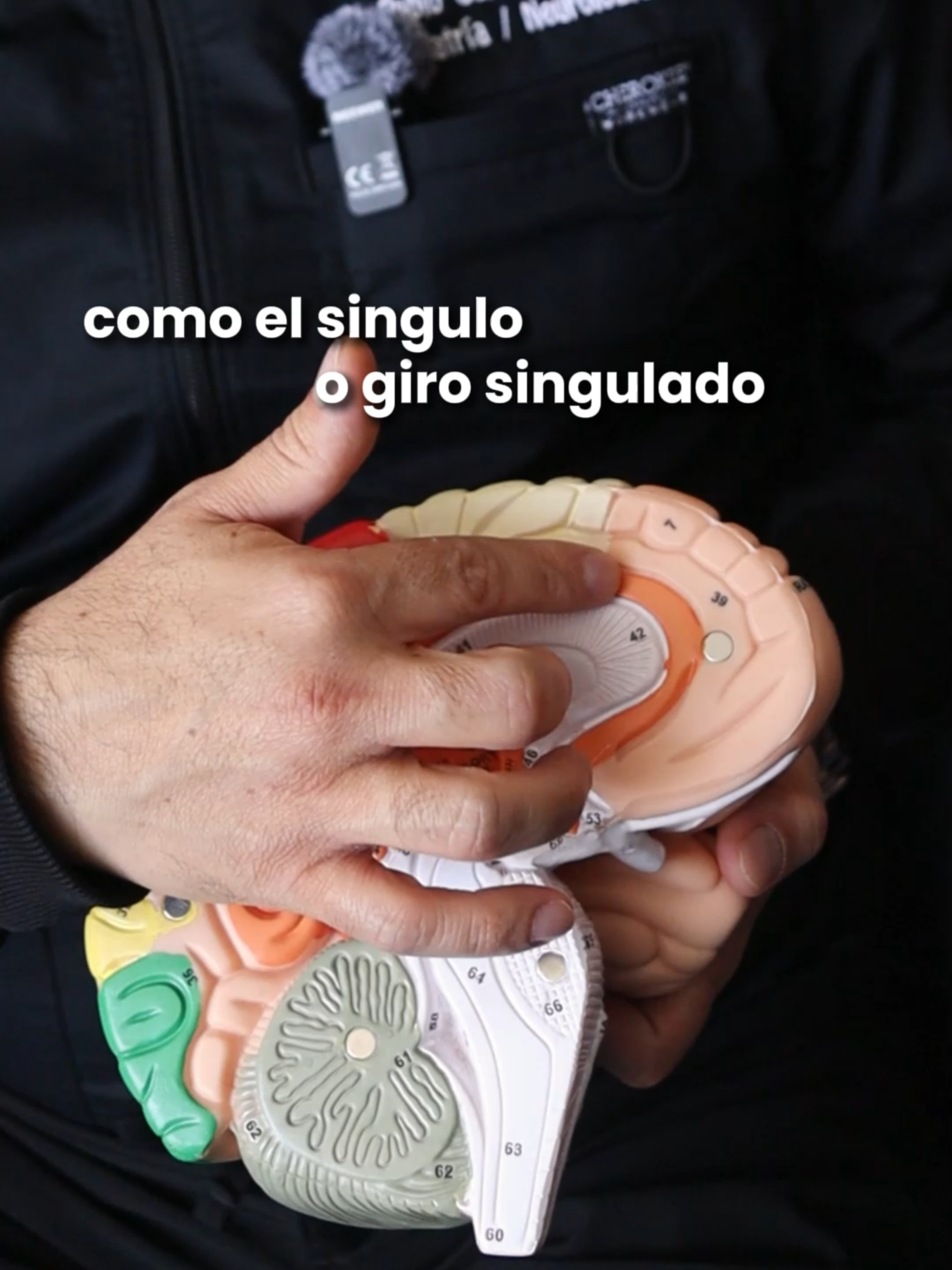 ¿Sabes en qué parte de tu cerebro se encuentran las adicciones? Voy a explicarte el fenómeno adictivo. Parte 2 #saludmental #Adicciones #Psiquiatria #Psicoterapia #PrevenciónDeAdicciones #implantesubtermico