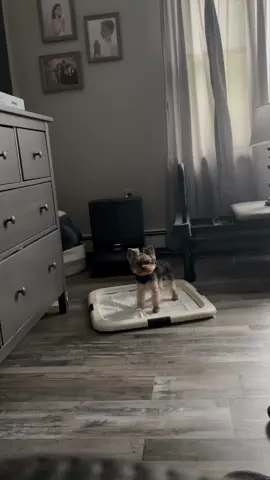 Selective hearing 🤬 #yorkie #dogsoftiktok 