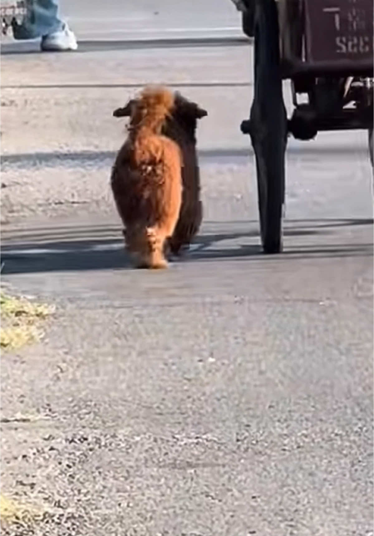 #dog #dogsoftiktok #doglover #dogvideos 