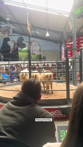 Borans Auction at Hurwitz farming #khanyezifarming #hurwitzfarming #kzntiktok #agriculture #SAMA28 