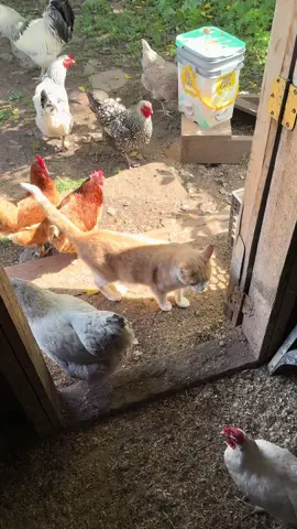 Two unlikely friends 🥰🐈🐓 #farmtok #farmfriends #cattok #chickensoftiktok #farmanimals #homesteadlife 