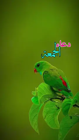 دعاء يوم الجمعة اللّهم يا حي يا قيوم يا ذو الجلال والإكرام اهدنا في من هديت وعافينا في من عافيت واقض عنّا برحمتك شرّ ما قضيت إنّك تقضي بالحق ولا يقضى عليك آمنا بكتابك الذي أنزلت وبنبيك الذي أرسلت فاغفر لنا ما قدمنا وما أخّرنا وما أسررنا وما أعلنّا وما أنت به أعلم أنت المقدم وأنت المؤخر وأنت على كل شيء قدير اللهم لك الحمد ملء السموات وملء الأرض وملء ما بينهما وملء ماشئت بعدهما