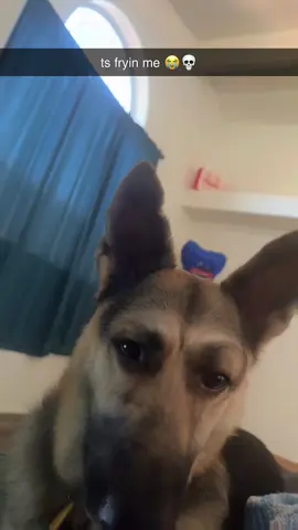 He was so confused why I was dying of laughter #fyp #fypシ #germanshepherd #belgianmalinois 