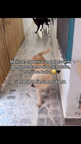 JAJAJAJAJAJAJJAJA #melissagate #melissa #pandillagate #🤣🤣🤣🤣🤣🤣🤣🤣🤣🤣🤣🤣🤣🤣🤣🤣 #paratiiiiiiiiiiiiiiiiiiiiiiiiiiiiiii 