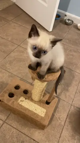 #adoptme #kittensforadopion #siamesecat #kittensoftiktok #siamese 