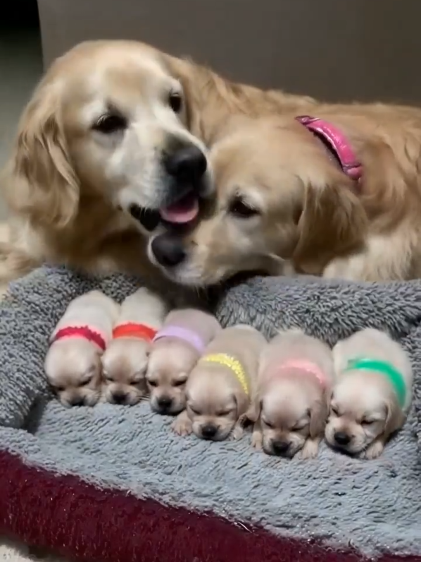 puppy family #dog #dogs #dogvideos #doglove #puppy #cutepuppy #puppylife #dogfamily #goldenretriever #proudparents