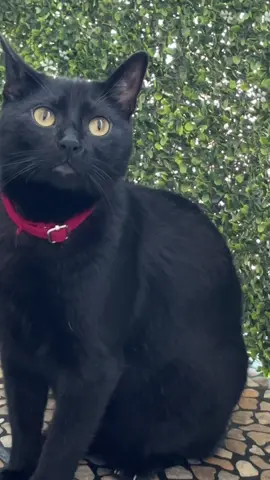 Sky 😎🖤🐈‍⬛#viraltiktok #catsoftiktok #viralforyou #viral #foryou 