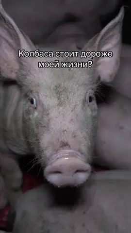 Смотри видео в моей биографии…