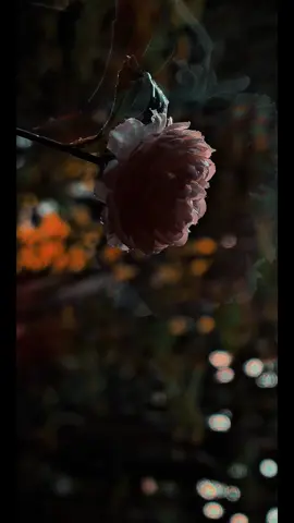 it was just a dream #fairycore #fyp #foryoupage #cinematic #filmtok