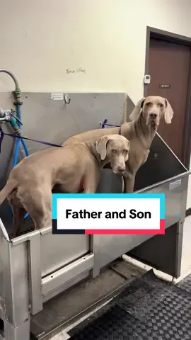 Father and son Weimaraner #weimaraner #weimaranersoftiktok #doggrooming #dogbath #fatherandson 