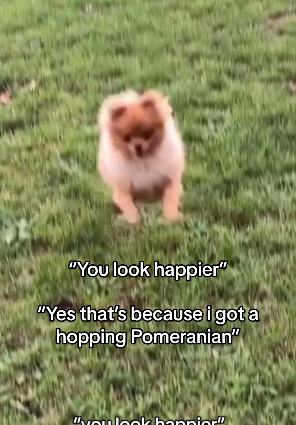 🐰 I got a pom who thinks she’s a bunny #jumping #happydog #bunny 
