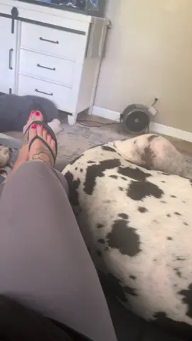 Just trying to relax and watch TV while puppy sitting #frenchiesoftiktok #greatdanesoftiktok #dogmom #truckerhatfrenchie #dogmomproblems 