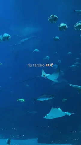 Just saw these beautiful creatures in person less than two weeks ago. Such a privilege to be able to witness their beauty before Taroko passed. Grateful to the Georgia Aquarium for saving him and letting all of us love them.  #georgiaaquarium 