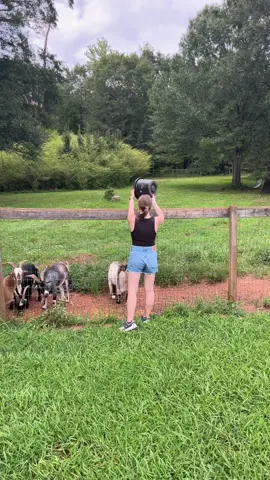 the goat walk😎