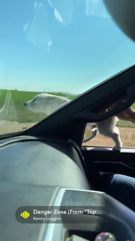 Falkor Dog, or so I’m told! #dogsoftiktok #westsidestory #funny 