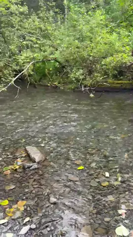 I caught a Salmon alive with my hands in Alaska #christiantiktok #jesus #pageforyou #motivation 