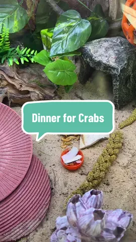 Dinner for my hermit crabs.  #hermitcrab #hermitcrabcare #exoticpets #dinnertime #dinner 