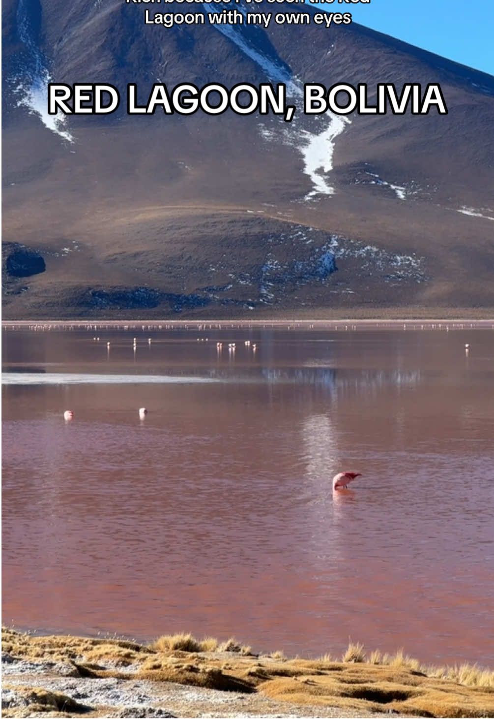 How to see wild flamingoes? Come to Bolivia!🦩truly one of the most beautiful bodies of water I’ve ever seen #travel #bolivia #southamerica #wildflamingos  Red Lagoon in Bolivia  4x4 Trek Bolivia  Where to see flamingos in the wild 
