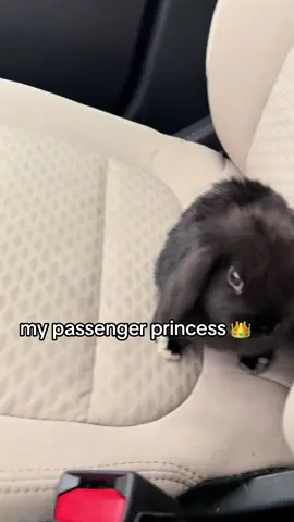 she loves it I swear #bunny #cute #funny #fyp #viral #passengerprincess