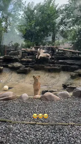 The stare down 🦁 @Barstool Outdoors (Via:@Sabrina Fessler) #EmClimaUltraLeve 