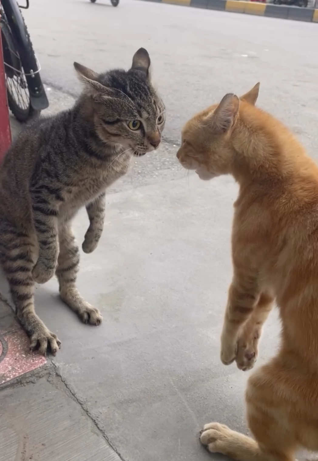 #katzenvideos #funnycat #catslovers 