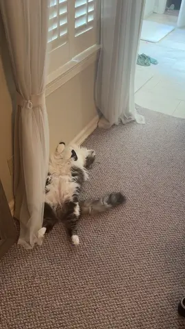 Enjoy my cat, Dusty, just… existing.  #catsoftiktok #cat #catlover #catmom #zonedout 
