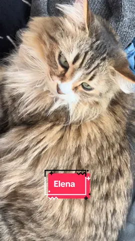 Está gata se esconde donde sea! #catsoftiktok #cats #elena #foryoupage #para 